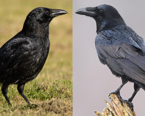 How to tell the difference between crows and ravens - The Happiness Here